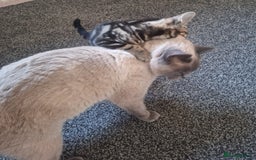 British Shorthair cats for sale: British Shorthair kitten  - Image 9