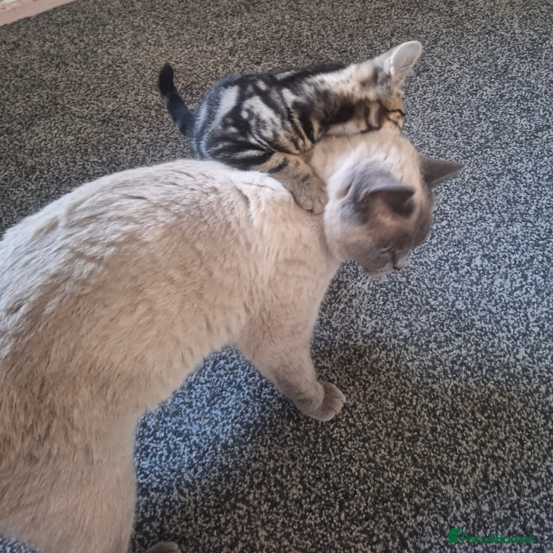 British Shorthair cats for sale: British Shorthair kitten  - Image 9