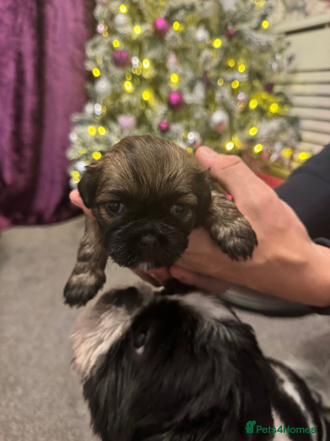 Mixed Breed dogs for sale: Beautiful pups looking for their forever home! - Advert 15