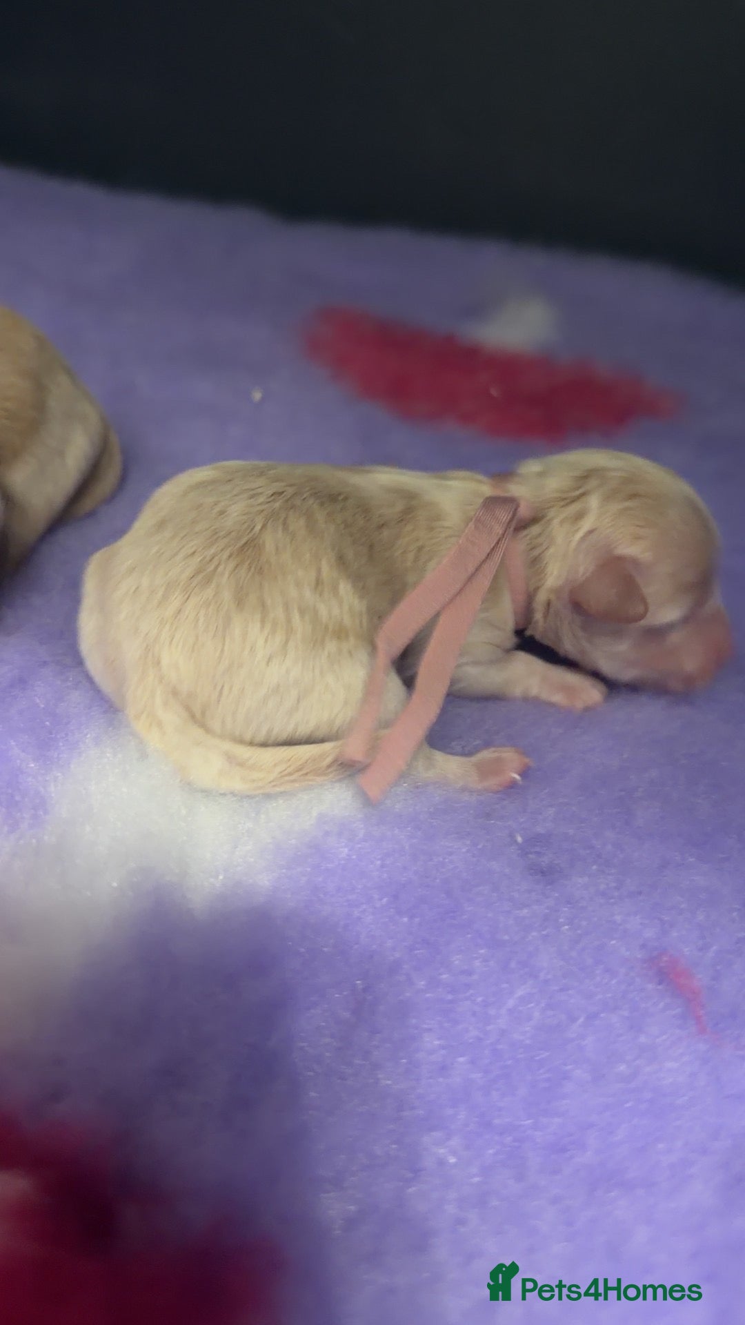 Maltipoo dogs 🩷Tiny Maltipoo,KC dna health clear parents 🥰 - Advert 1