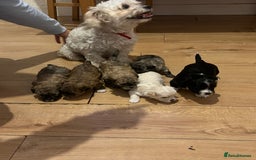 Bichon Frise dogs for sale: Bichon frise puppies for sale  - Advert 6