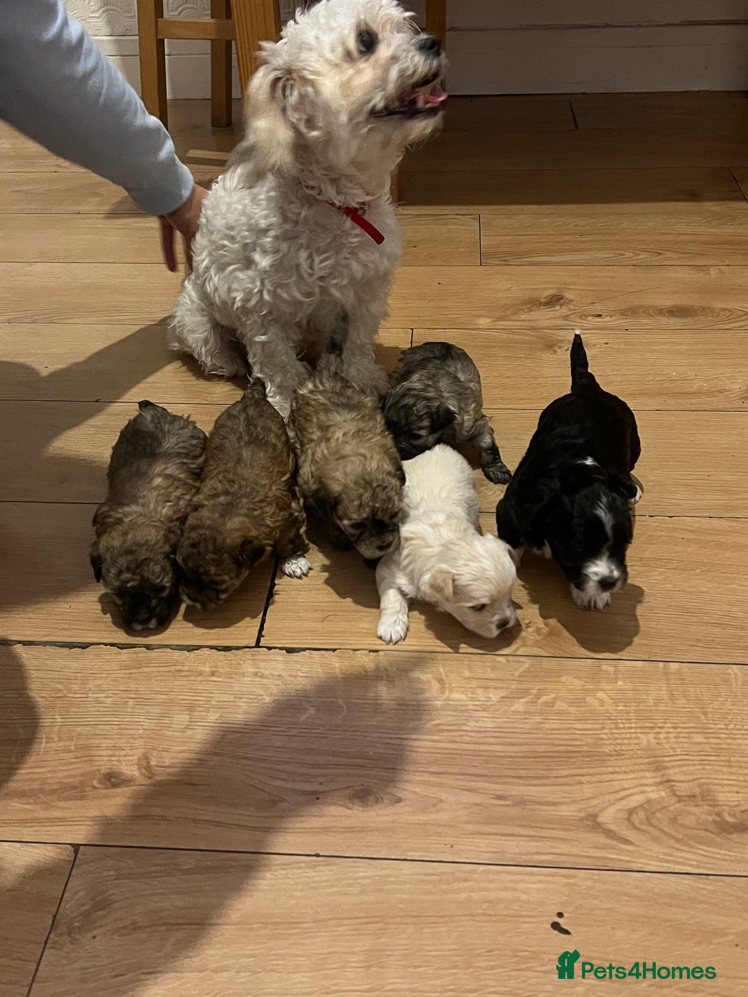 Bichon Frise dogs for sale: Bichon frise puppies for sale  - Advert 6
