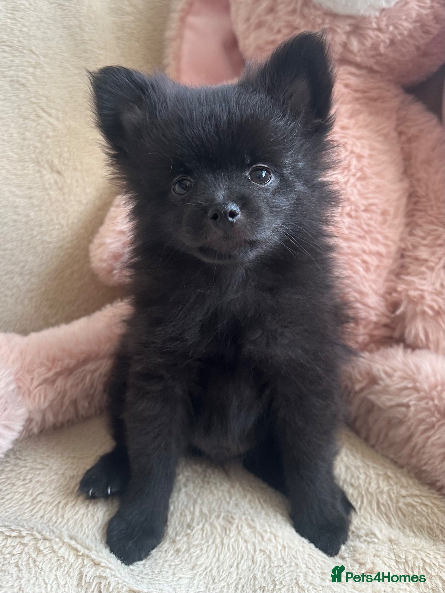 Pomeranian dogs Pomeranian  - Advert 1
