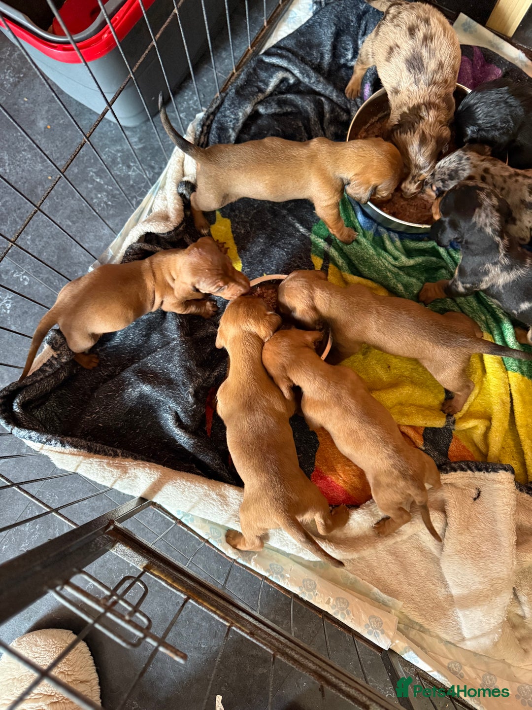 Miniature Dachshund dogs for sale: Miniature dachshund  - Image 7