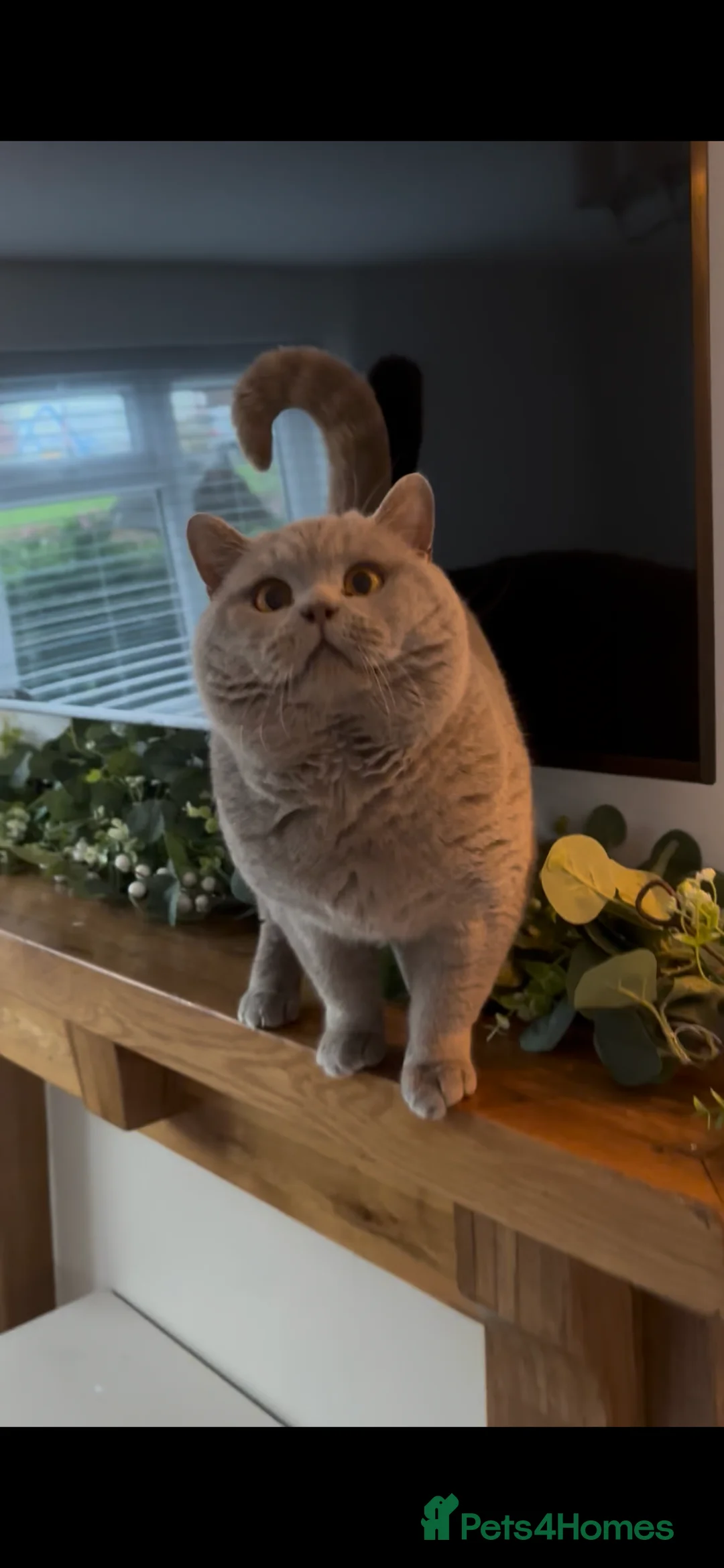 British Shorthair cats for stud: PROVEN! HEALTH TESTED! Stud  ** ) in Holywell - Advert 1