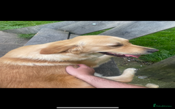 Golden Retriever dogs for sale: KC Registered Golden Retrievers  - Image 28
