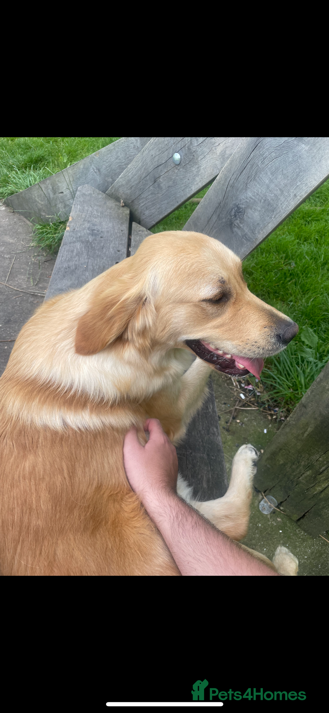 Golden Retriever dogs for sale: KC Registered Golden Retrievers  - Image 28