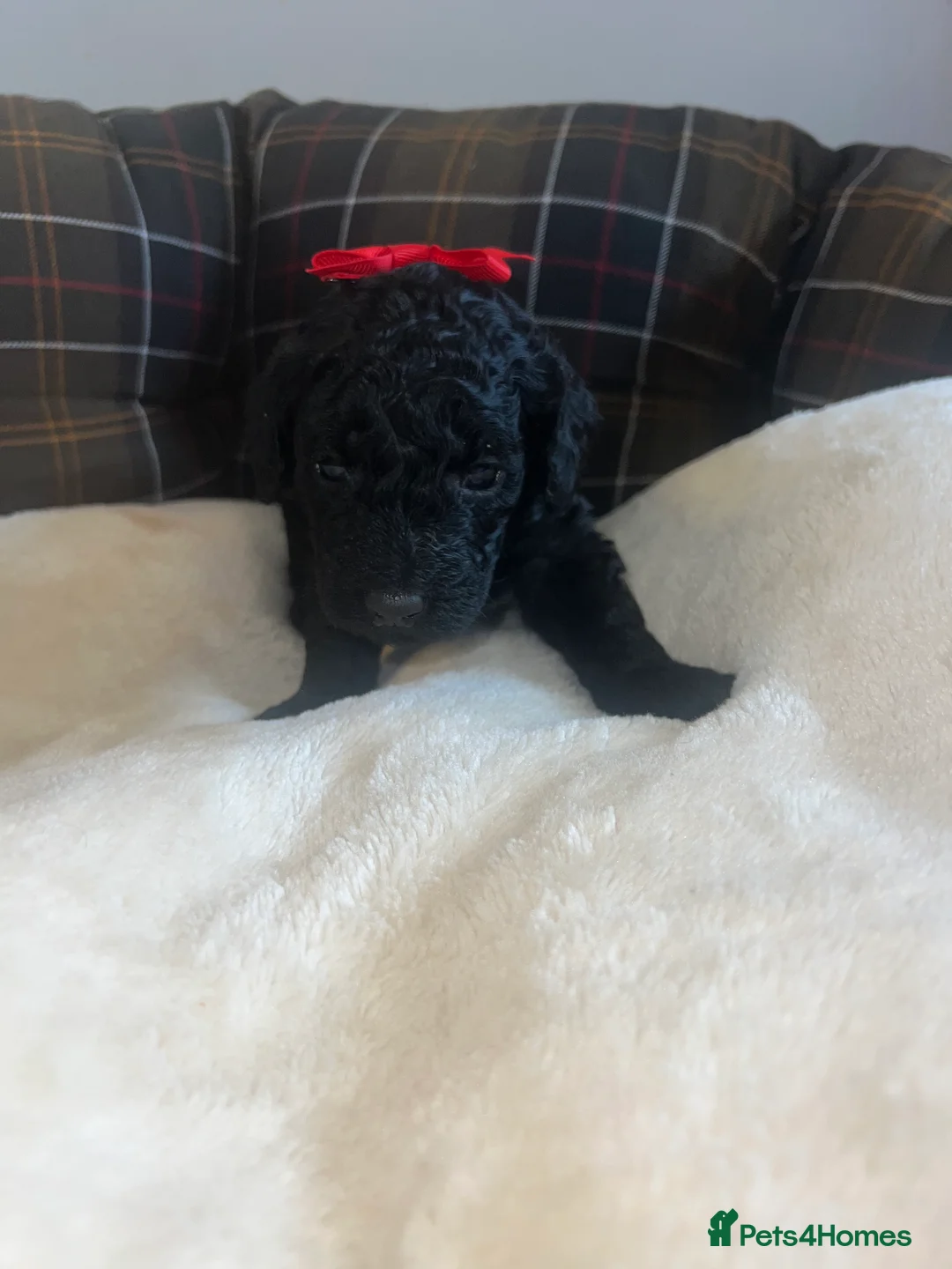 Poodle dogs for sale: 🐶🐶🐶TOY POODLES for sale🐶🐶🐶 - Advert 27