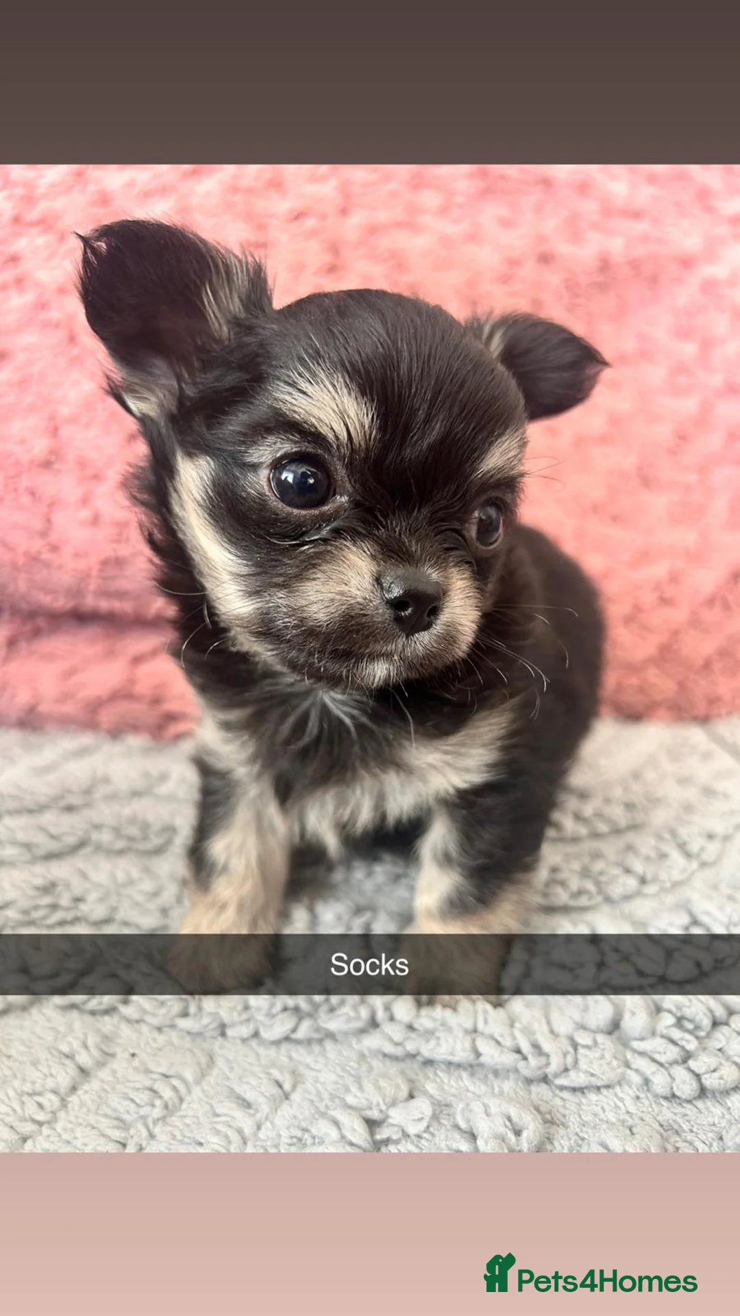 Chihuahua dogs for sale: last gorgeous Chihuahua Puppy ready to leave now  - Advert 20