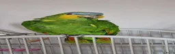 Parrots birds for sale: Amazon orange wing parrot  - Advert 3