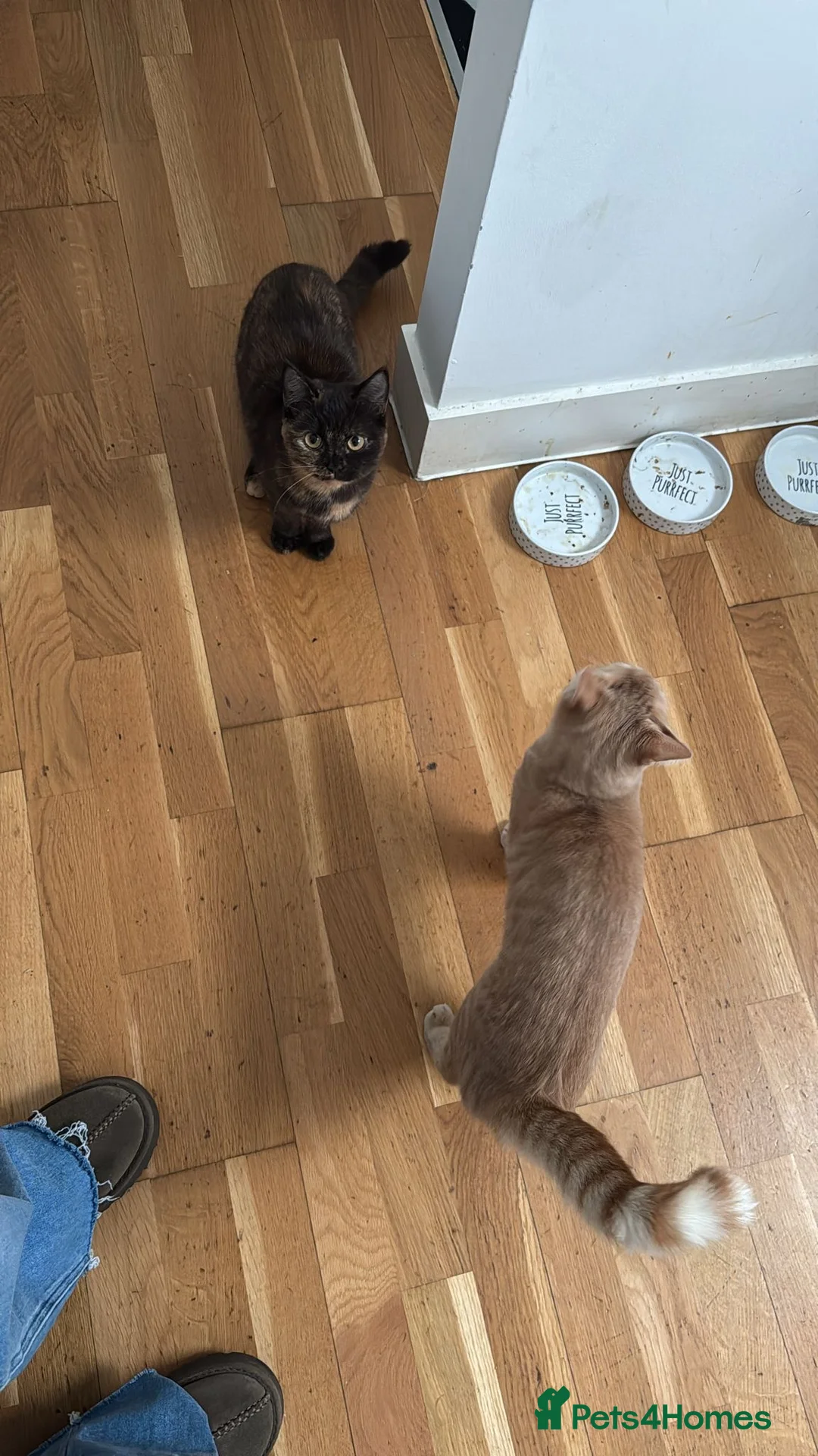 British Shorthair cats for sale: Kittens for reserve!!! - Advert 1