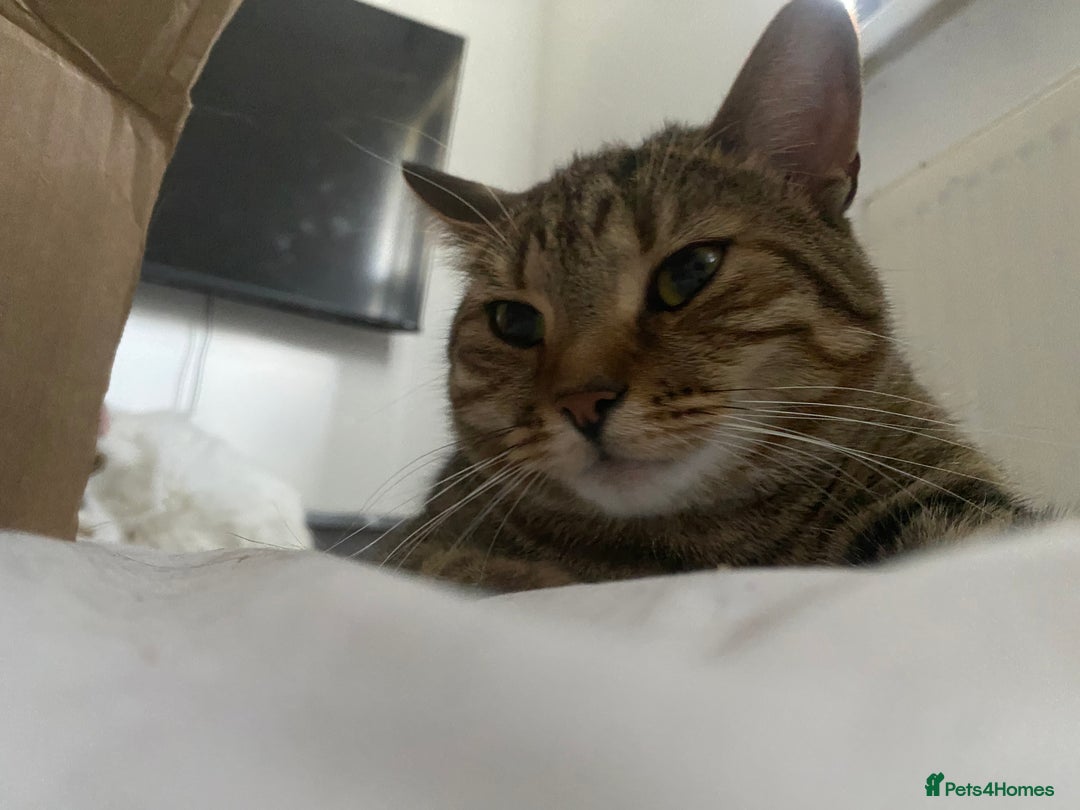 Domestic Shorthair cats for sale: 12 week old female Tabby kitten - Image 2