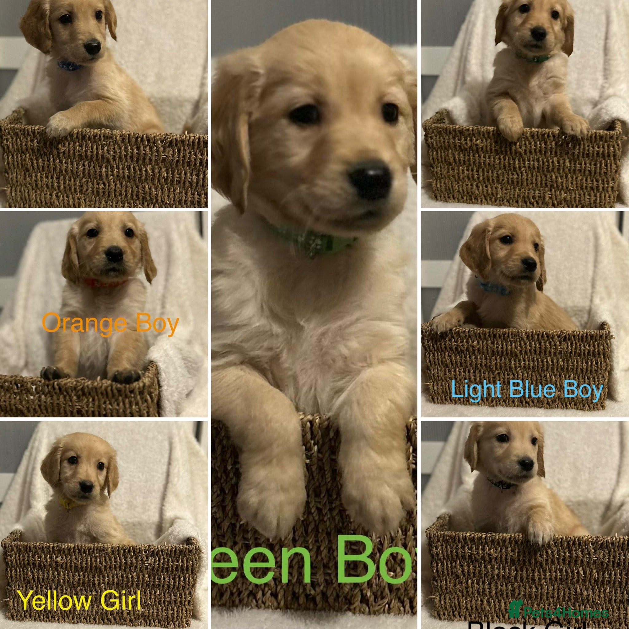 Golden Retriever dogs Ready to leave from 27th Golden Retriever - Advert 1