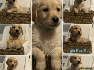 Golden Retriever dogs Ready to leave from 27th Golden Retriever - Advert 16