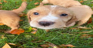 Cocker Spaniel dogs - Advert 11