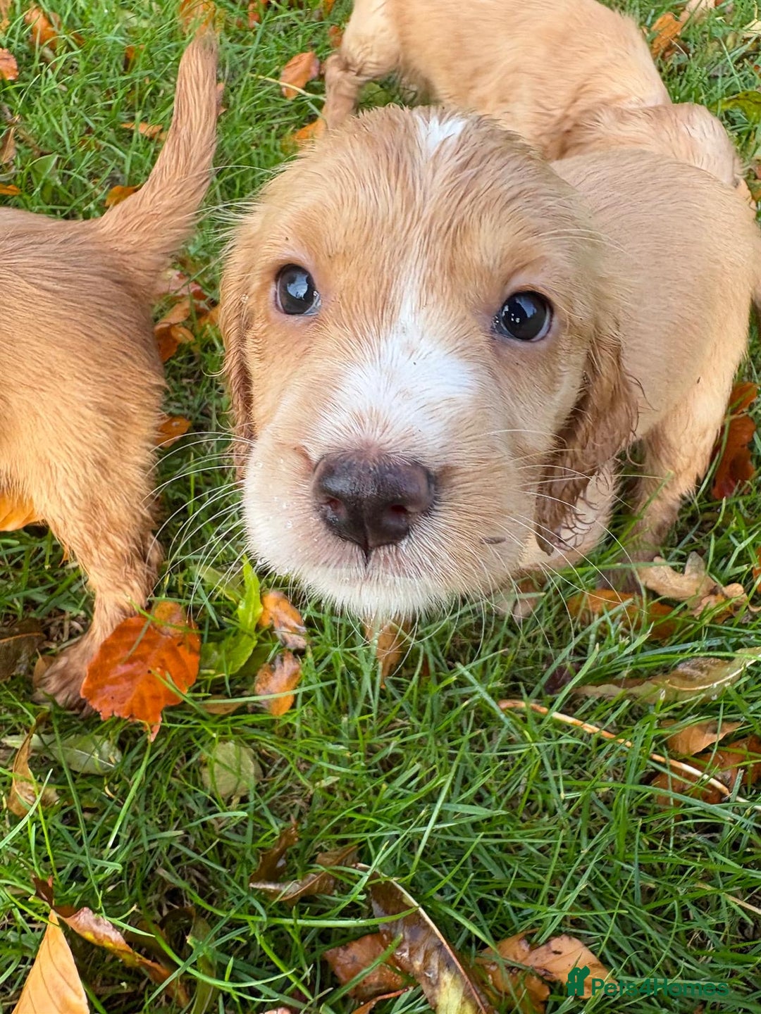 Cocker Spaniel dogs for sale: Kc reg Working Cocker Spaniels - Image 2