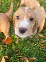 Cocker Spaniel dogs - Advert 11