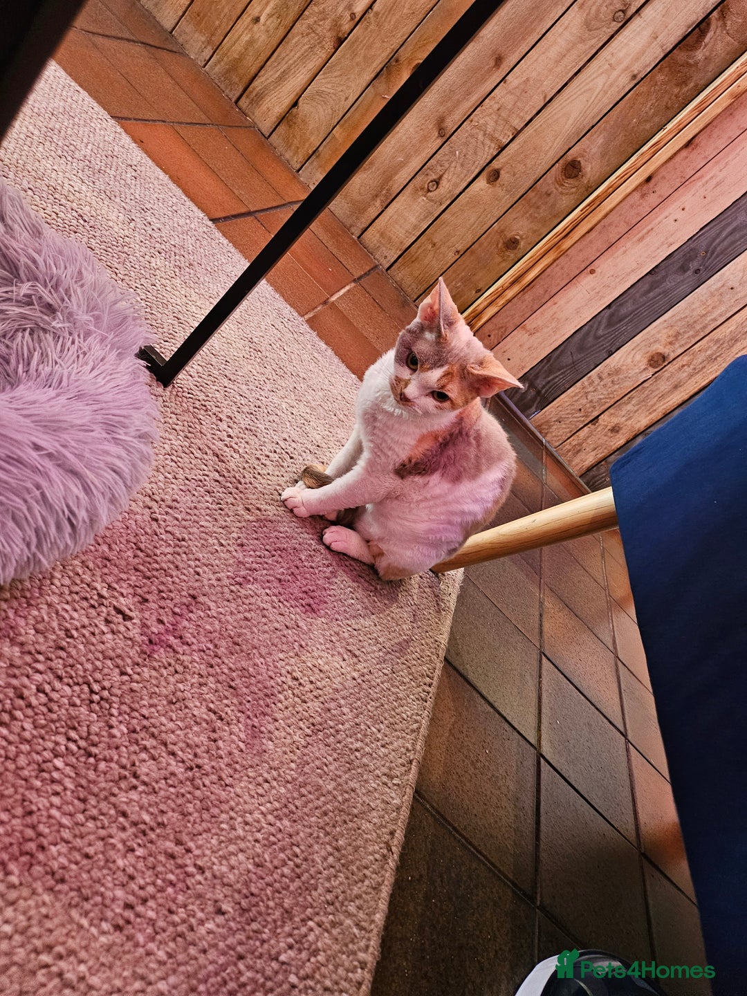 Devon Rex cats for sale: Super affectionate and friendly girl - Image 5