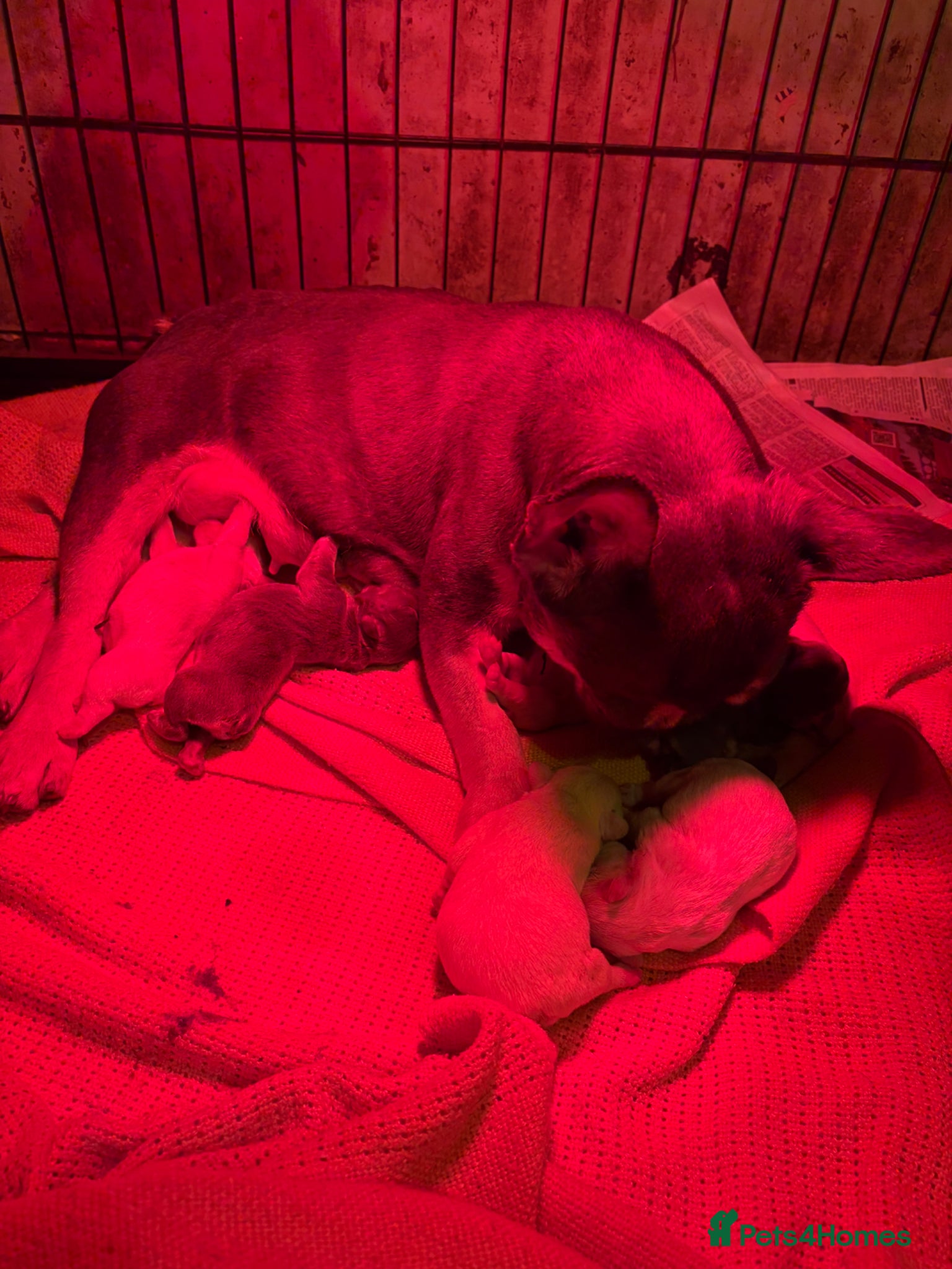 French Bulldog dogs for sale: 🤍Quality bred french bulldog puppies🤍 in Dolgellau - Advert 1