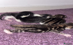 Mixed Breed cats for sale: Tabby kittens  - Image 2
