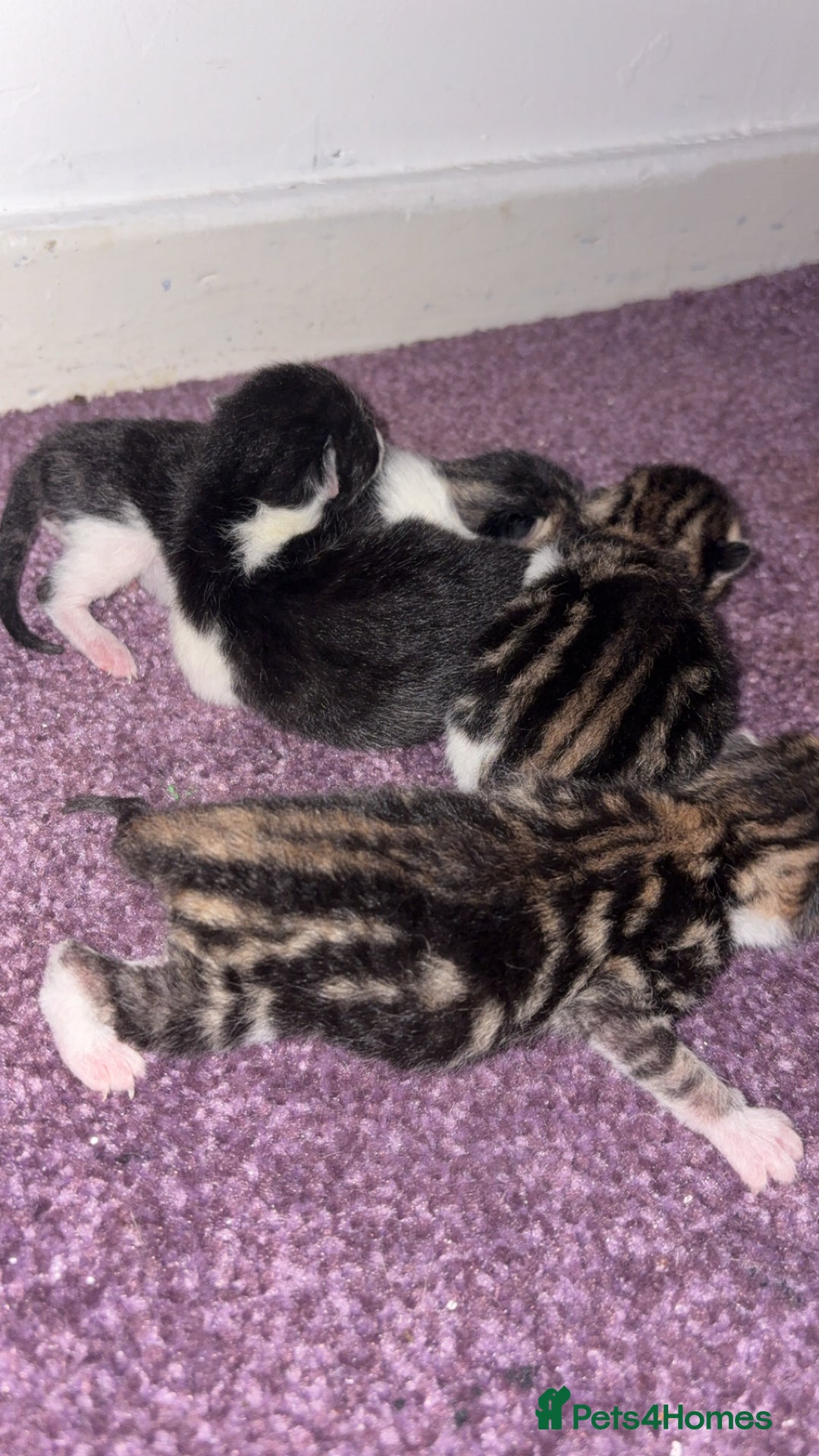 Mixed Breed cats for sale: Tabby kittens  - Image 2