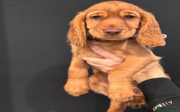 Cocker Spaniel dogs for sale: Pure breed cocker spaniels puppies  - Image 20