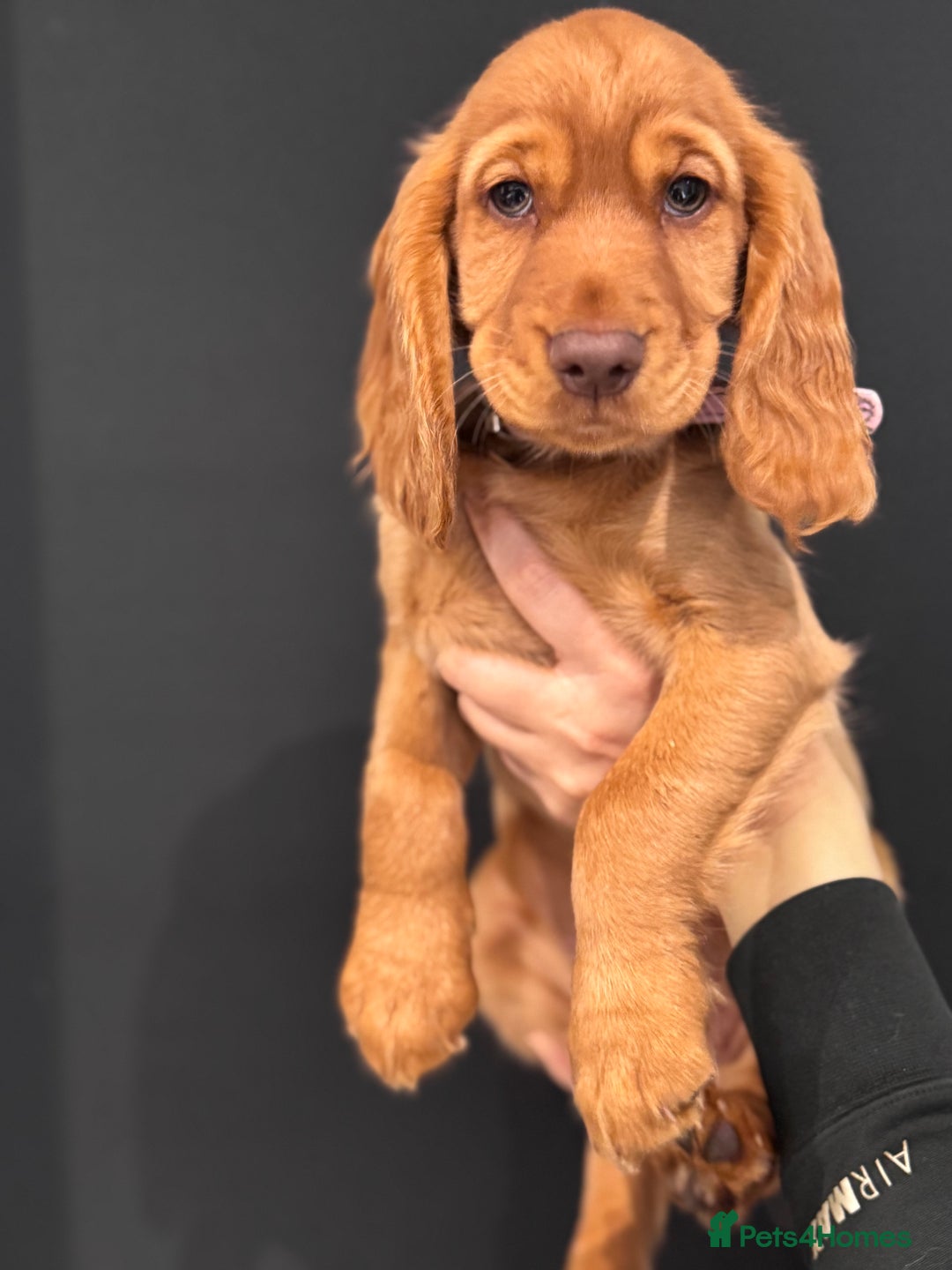 Cocker Spaniel dogs for sale: Pure breed cocker spaniels puppies  - Image 20