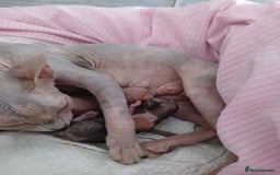 Sphynx cats for sale: Beautiful blue-eyed Sphynx kitten for sale  - Image 10