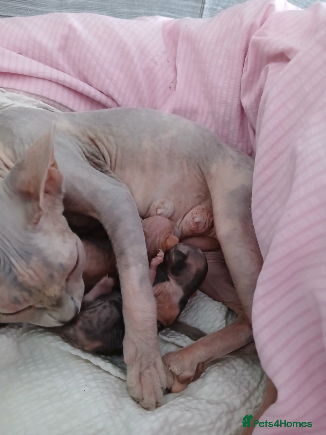 Sphynx cats for sale: Beautiful blue-eyed Sphynx kitten for sale  - Image 10