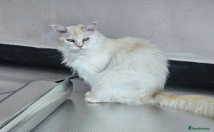 Maine Coon cats - Advert 8