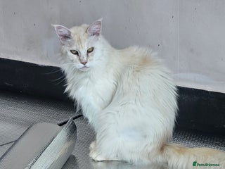 Maine Coon cats - Advert 4