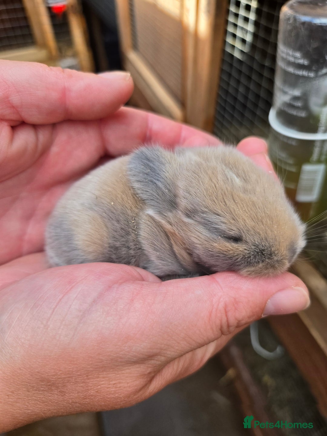 Mini Lop rabbits for sale: Stunning selection of mini lops ready for securing - Image 2
