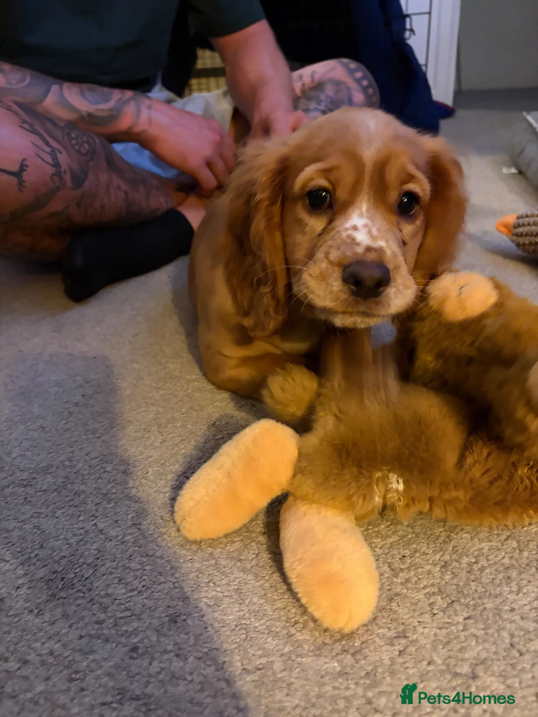 Cocker Spaniel dogs for sale: Female red cocker spaniel puppy in Bury Saint Edmunds - Advert 2