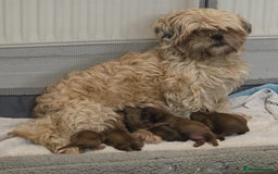 Shih Tzu dogs for sale: 5 beautiful Full Pedigree Shih Tzu Puppies - Image 13