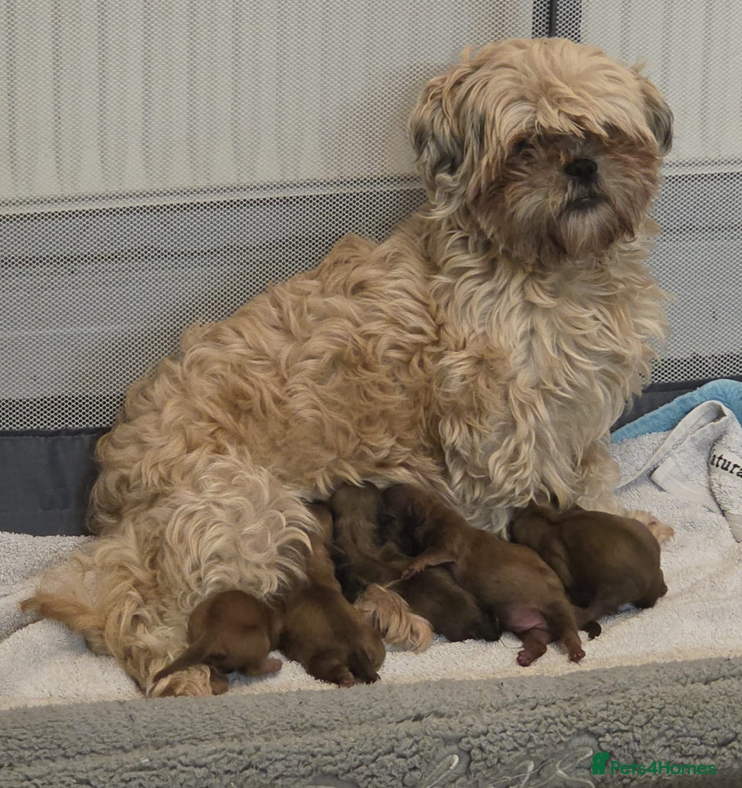 Shih Tzu dogs for sale: 5 beautiful Full Pedigree Shih Tzu Puppies - Image 13