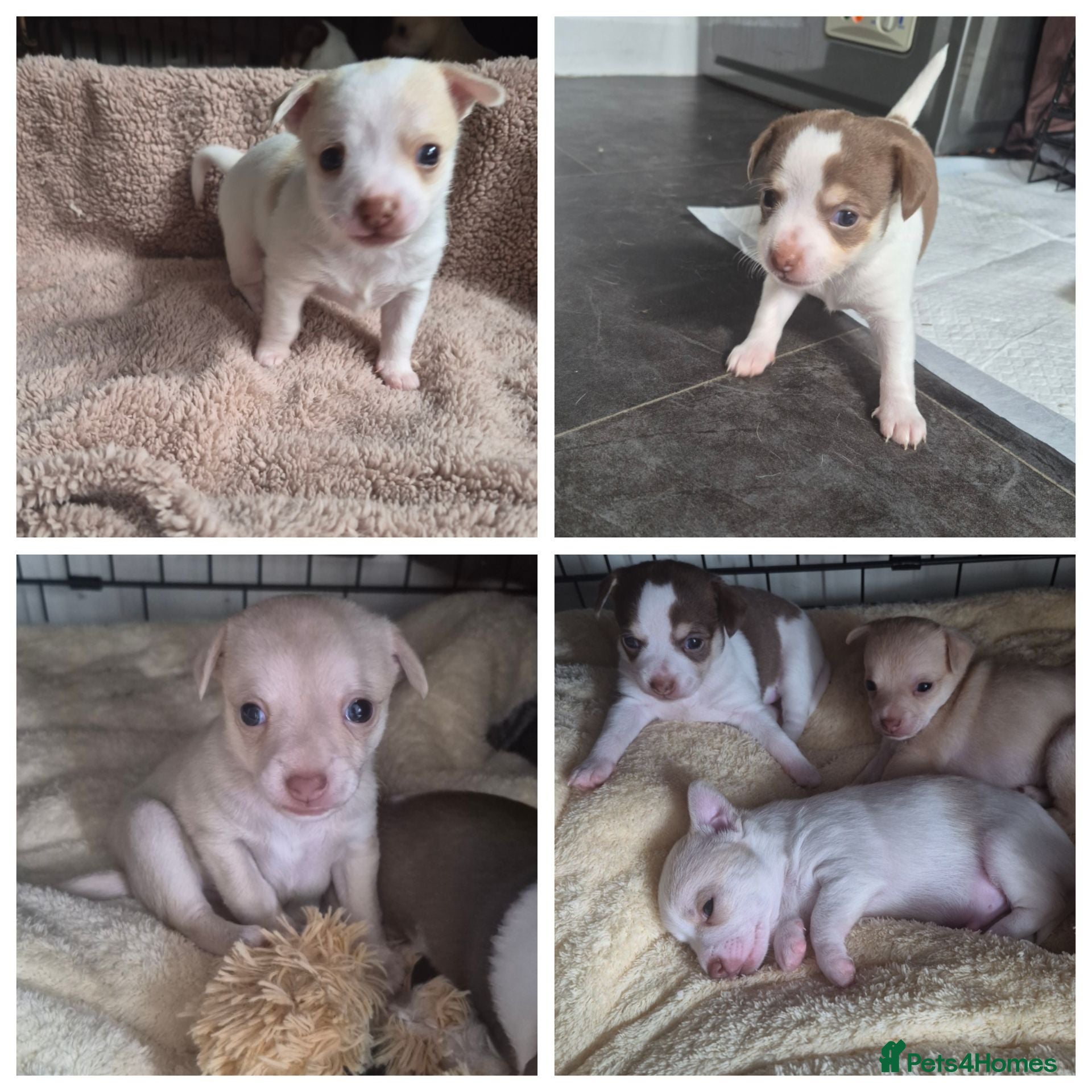 Chihuahua dogs 3 beautiful short haired chihuahua puppy's  - Advert 16