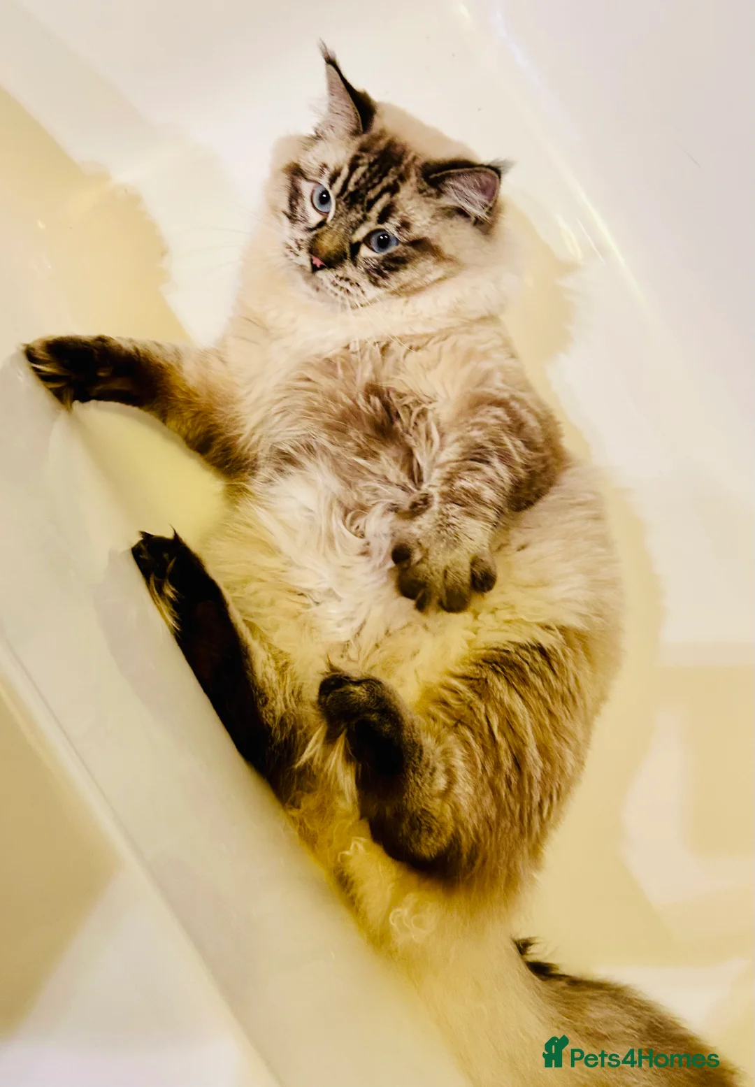 Ragdoll cats for stud: Stunning seal tabby point stud for selected queens in Manchester - Advert 4