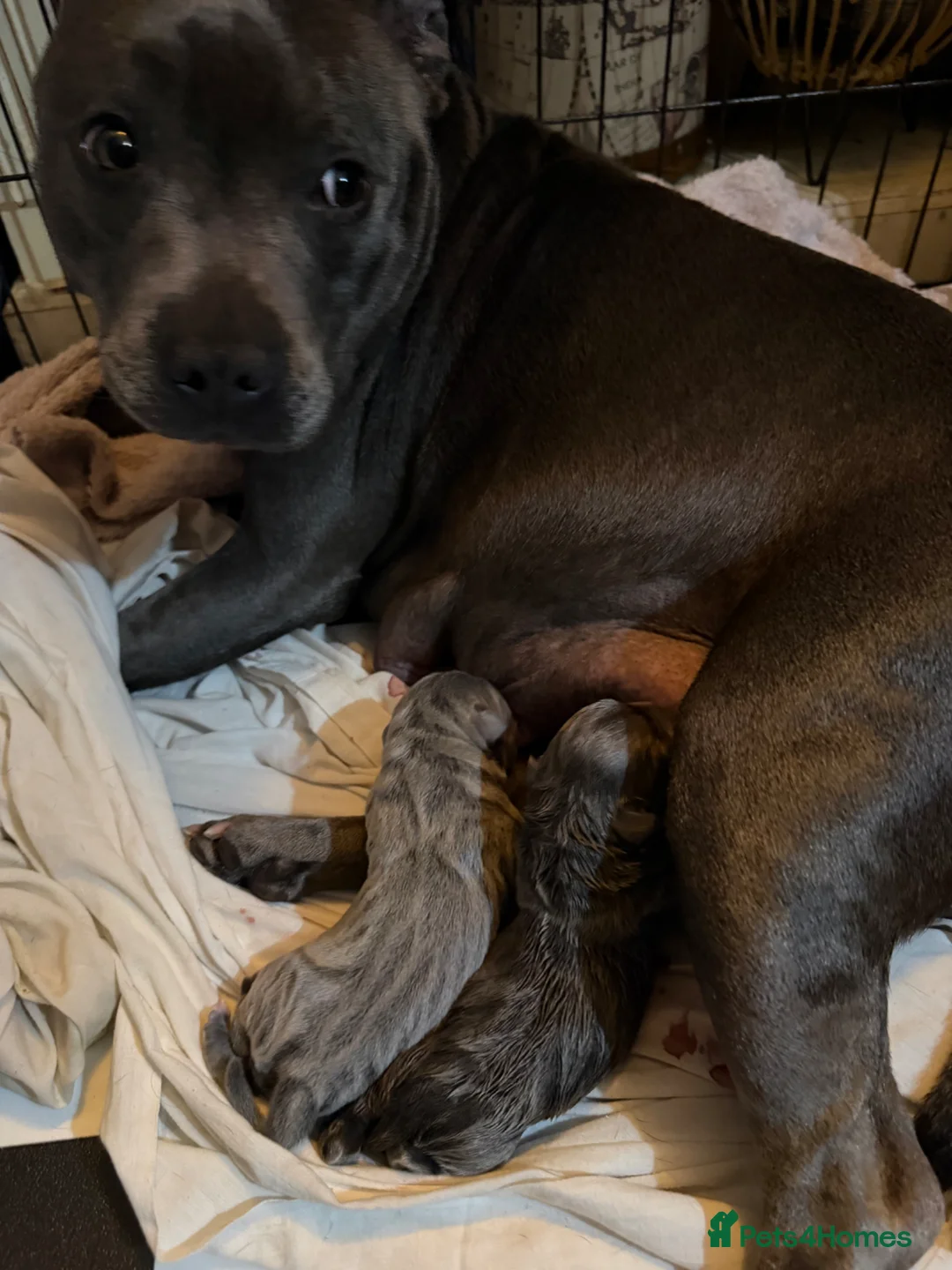 Staffordshire Bull Terrier dogs for sale: KC Registered Blue Staffordshire Bull terrier Pups - Advert 20