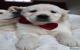 Golden Retriever dogs for sale: Extensively Health tested parents.Snowwhite Chunks - Image 8