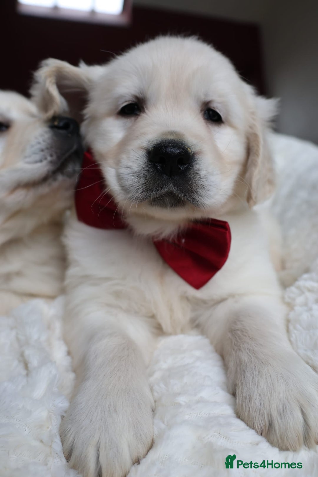 Golden Retriever dogs for sale: Extensively Health tested parents.Snowwhite Chunks - Image 8
