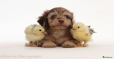 Doxiepoo dogs - Advert 3