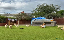 Goldador dogs for sale: Stunning litter of Goldador Puppies  - Image 7