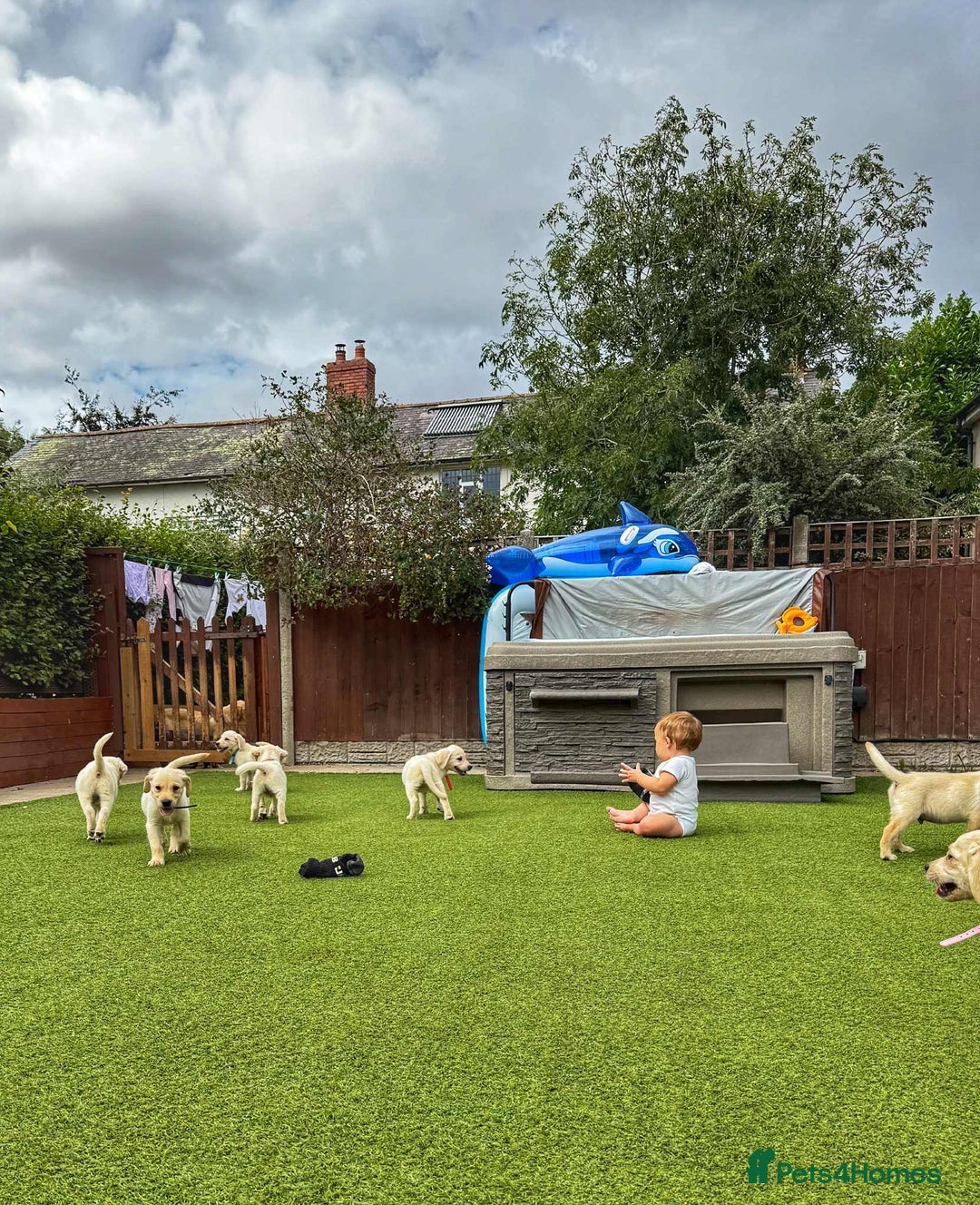 Goldador dogs for sale: Stunning litter of Goldador Puppies  - Image 7