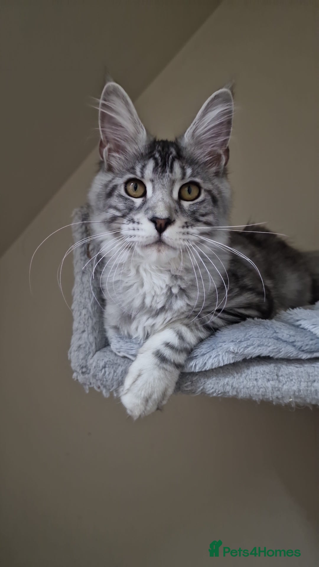 Maine Coon cats for sale: 🎀Pure maine coon female🎀 - Advert 1