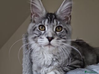 Maine Coon cats 🎀Pure maine coon female🎀 - Advert 9