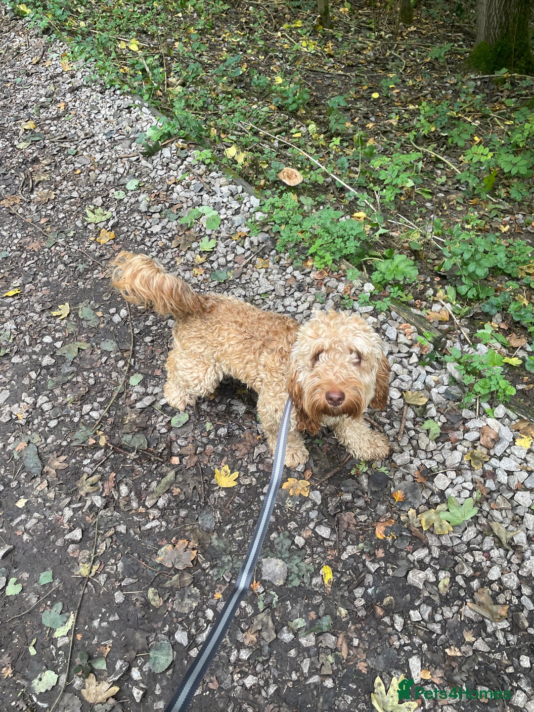 Cockapoo dogs for stud: Cockapoo Male Stud F1  - Advert 11