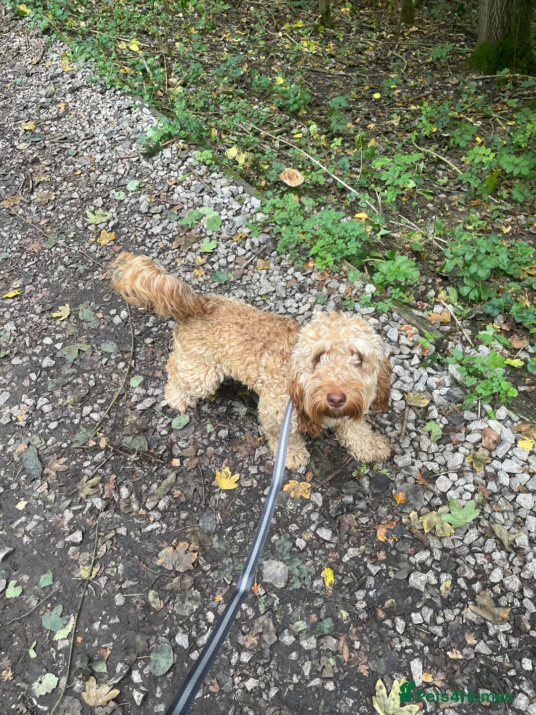 Cockapoo dogs for stud: Cockapoo Male Stud F1 - PROVEN  - Advert 12