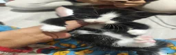 British Shorthair cats for sale: Cat litter of 4 - Advert 9