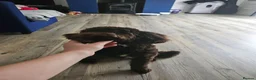 Cockapoo dogs for stud: Male Cockapoo for mounting  - Advert 5