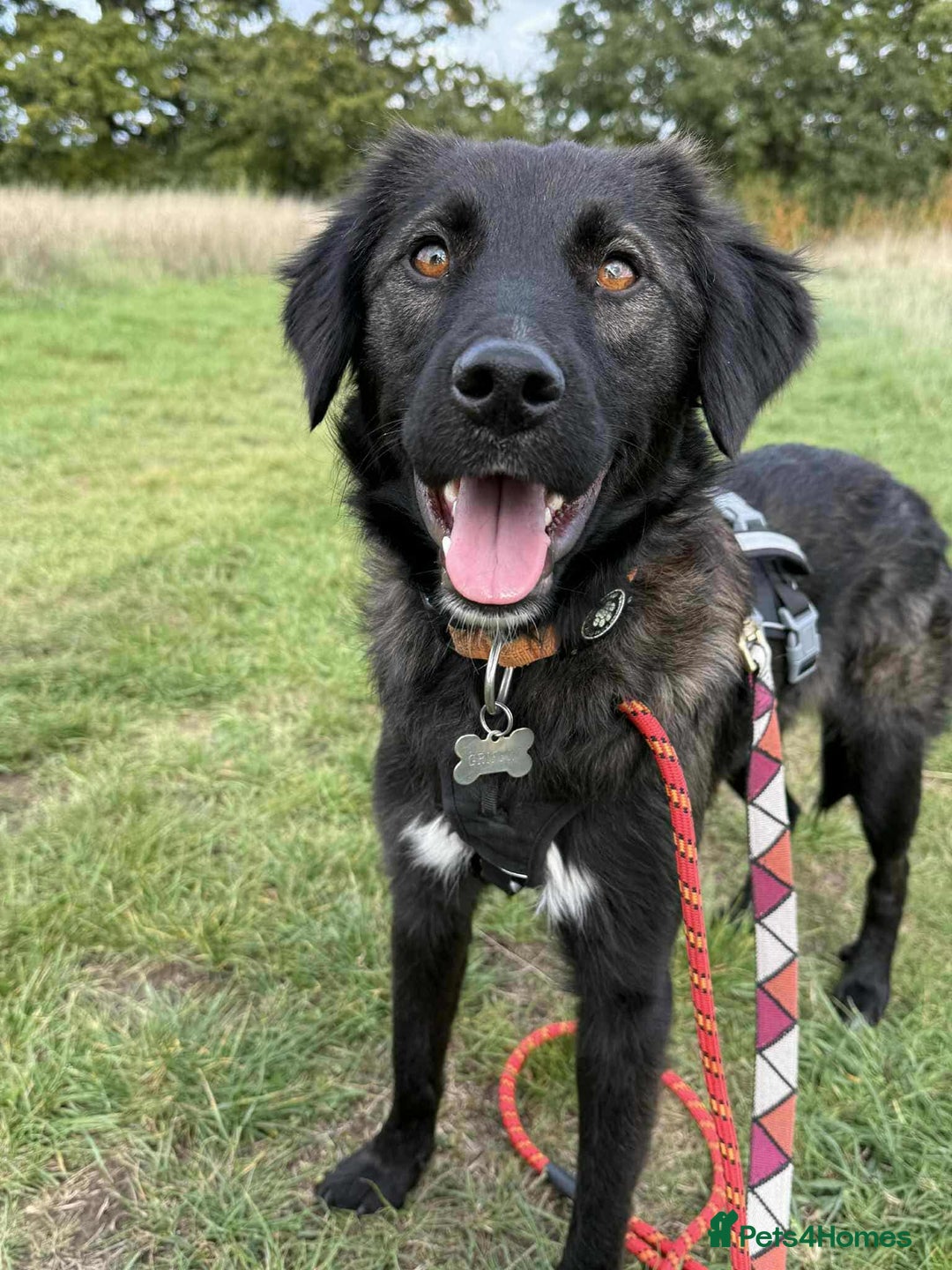 Mixed Breed dogs for adoption: 🐾 Meet Zoya – A Gentle, Goofy Girl - Image 2